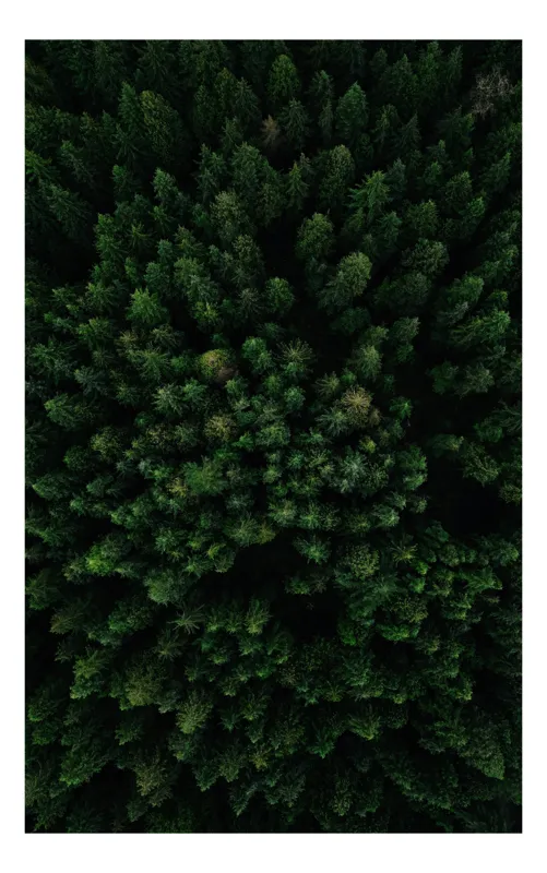 Tablou Canvas, "Coronamentul verde al pădurii liniștite", Verde, Copaci, Coronament, Densitate, Natură, Pădure, Aerian, Vegetație, 100 x 150 cm