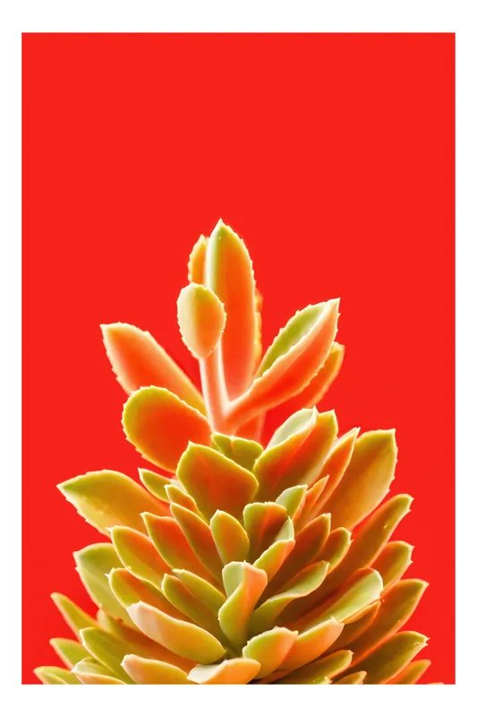 Tablou Canvas Vibrant cu Plante Suculente și Frunze, 50 x 70 cm