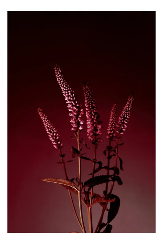 Tablou Canvas, "Floare roz în lumină misterioasă", Flori, Roz, Elegante, Contrast, Fundal, Întunecat, Tulpini, Frunze, Aranjament, Artistic, 50 x 90 cm