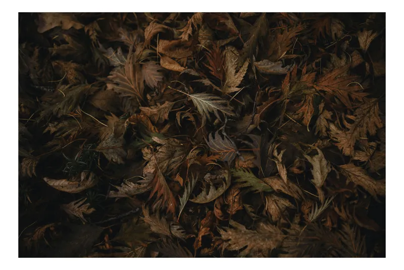 Tablou Canvas, "Frumusețea Trecătoare a Toamnei", Frunze, Toamnă, Natură, Textură, Maro, Usucate, Covor, Vegetație, Întunecat, Pământiu, 100 x 100 cm