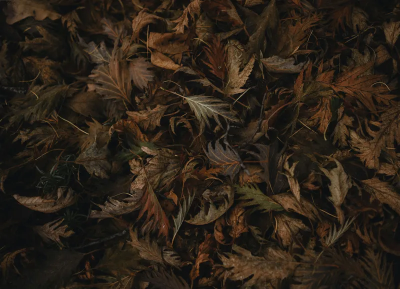 Tablou Canvas, "Frumusețea Trecătoare a Toamnei", Frunze, Toamnă, Natură, Textură, Maro, Usucate, Covor, Vegetație, Întunecat, Pământiu, 54 x 39 cm – poza 2