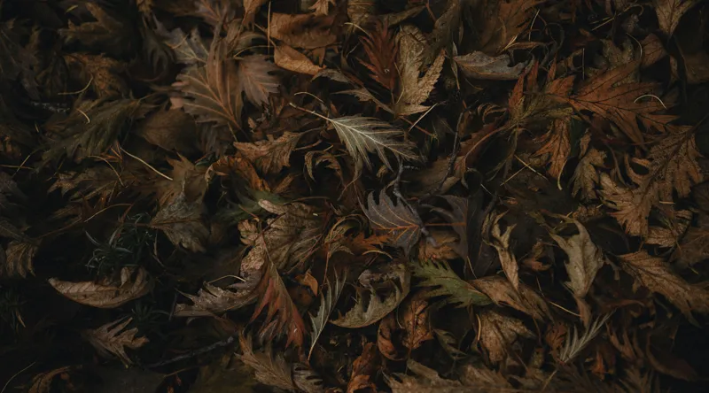 Tablou Canvas, "Frumusețea Trecătoare a Toamnei", Frunze, Toamnă, Natură, Textură, Maro, Usucate, Covor, Vegetație, Întunecat, Pământiu, 90 x 50 cm – poza 2