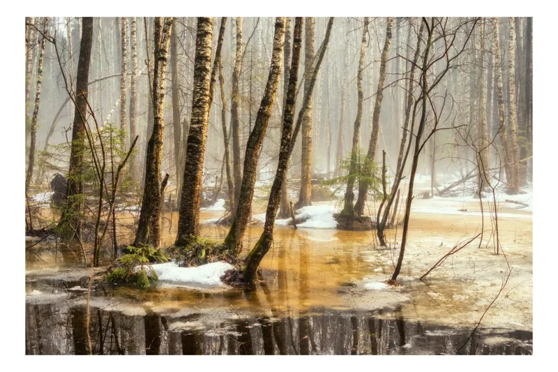 Tablou Canvas, "Pădure în lumina dimineții cețoase", Copaci, Pădure, Apă, Reflecții, Ceață, Iarnă, Zăpadă, Natură, Lumină, Trunchiuri, 90 x 50 cm