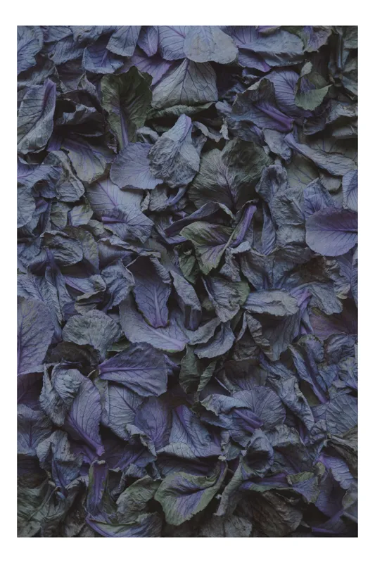 Tablou Canvas, "Covor de frunze violet uscate", Frunze, Violet, Textură, Natură, Usucate, Abstracție, Vegetal, Stratificat, Întunecat, Detaliu, 100 x 150 cm