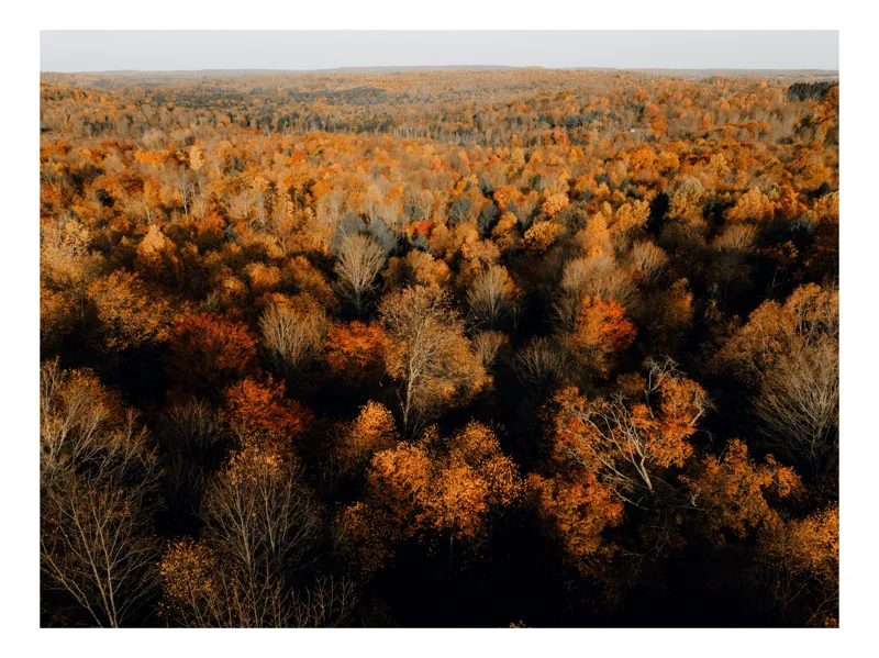 Tablou Canvas, "Pădurea în straie de toamnă", Toamnă, Pădure, Culori, Frunze, Arbori, Peisaj, Natură, Apus, Lumină, Umbră, 54 x 39 cm