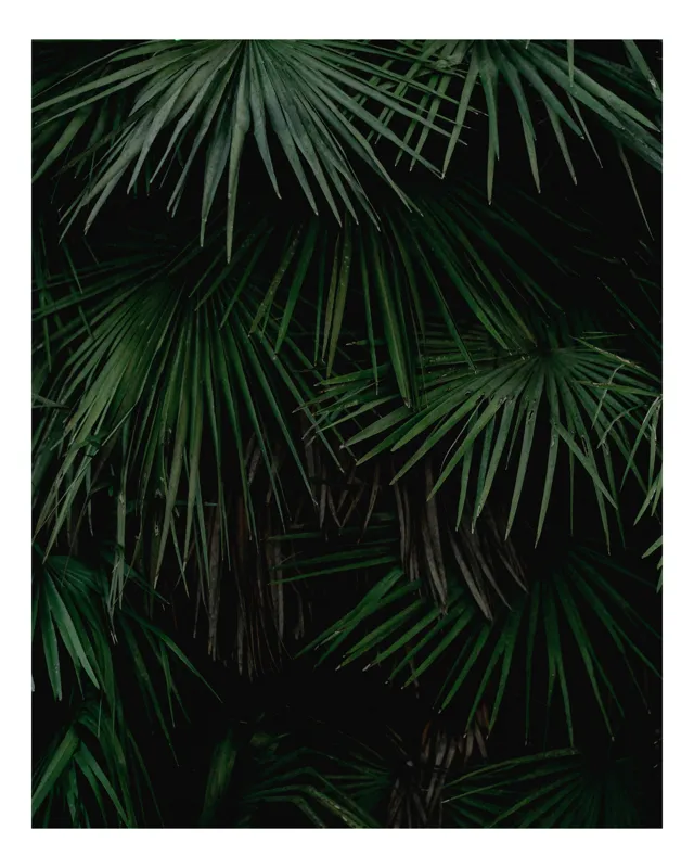 Tablou Canvas, "Frunziș dens în întunericul pădurii", Frunziș, Tropical, Verde, Palmieri, Dens, Umbră, Natural, Exuberanță, 100 x 100 cm