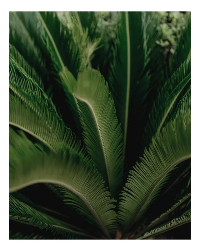 Tablou Canvas, "Frunzele delicate ale palmierului verde", Frunze, Verzi, Simetrie, Textura, Frumusețe, Natură, Delicatețe, Linii, Profunzime, 39 x 54 cm