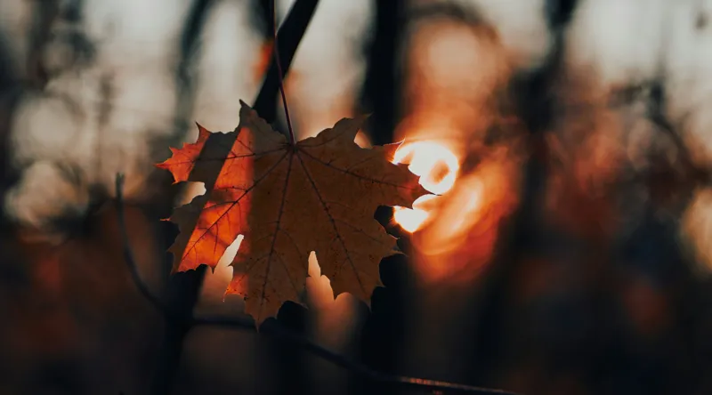 Tablou Canvas, "Frumusețea toamnei în apusul delicat", Frunză, Apus, Siluetă, Căldură, Toamnă, Lumină, Natură, Mister, Ramuri, Strălucire, 90 x 50 cm – poza 2