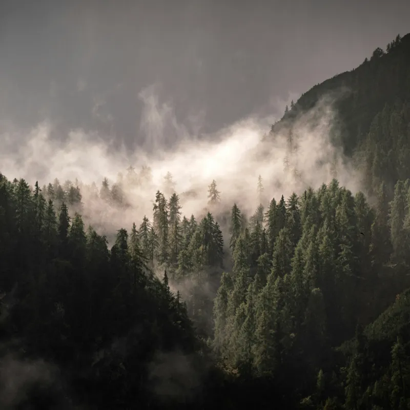 Tablou Canvas, "Misterul pădurii învăluită în ceață", Ceață, Pădure, Munți, Mister, Lumină, Umbre, Verde, Natură, Tranquilitate, 100 x 100 cm – poza 2