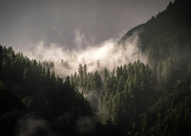 Tablou Canvas, "Misterul pădurii învăluită în ceață", Ceață, Pădure, Munți, Mister, Lumină, Umbre, Verde, Natură, Tranquilitate, 70 x 50 cm – poza 2