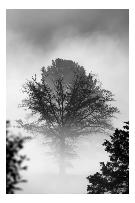 Tablou Canvas, "Copacul singuratic în ceață misterioasă", Mister, Tăcere, Natură, Copac, Ceață, Umbre, Început, Calm, Reverie, Răsărit, 70 x 100 cm