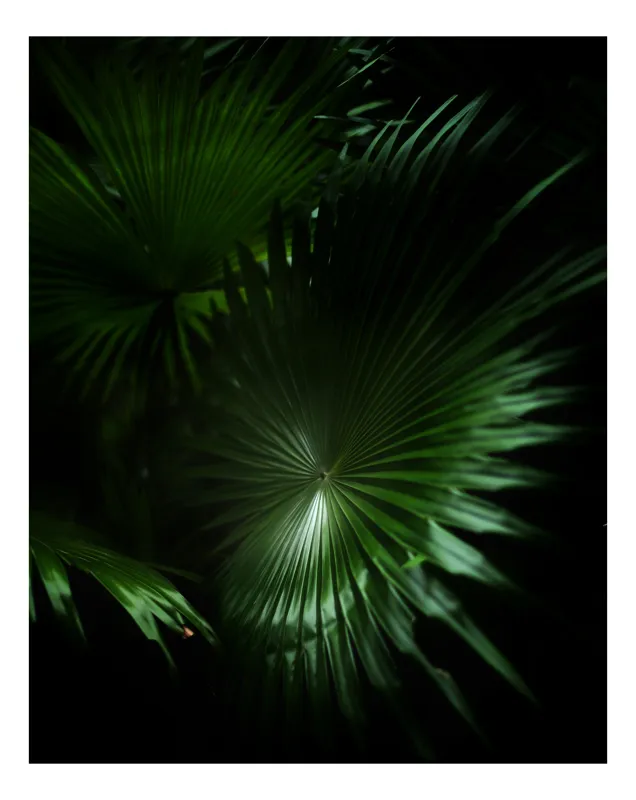 Tablou Canvas, "Frumusețea verde a naturii umbrelate", Frunze, Verde, Lumină, Umbre, Natură, Eleganță, Textură, Mister, Frumusețe, 39 x 54 cm