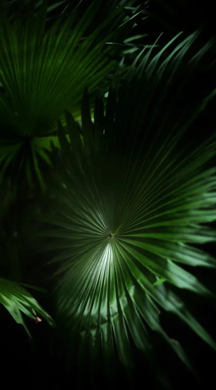 Tablou Canvas, "Frumusețea verde a naturii umbrelate", Frunze, Verde, Lumină, Umbre, Natură, Eleganță, Textură, Mister, Frumusețe, 50 x 90 cm – poza 2