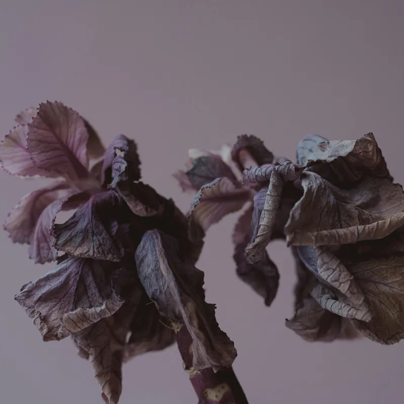 Tablou Canvas, "Tandrețe în tăcerea ofilirii toamnei", Flori, Uscate, Melancolie, Fragilitate, Culori, Pale, Texturi, Timp, Efemeritate, Natură, 50 x 50 cm – poza 2
