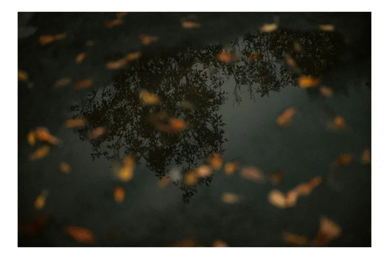 Tablou Canvas, "Reflecția toamnei în apa limpede", Frunze, Reflecție, Apă, Toamnă, Umbre, Natură, Calm, Mister, Melancolie, Întuneric, 100 x 100 cm