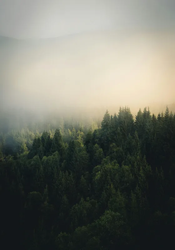 Tablou Canvas, "Misterul unei păduri învăluite în ceață", Pădure, Ceață, Lumină, Mister, Calm, Natură, Verde, Umbre, 70 x 100 cm – poza 2
