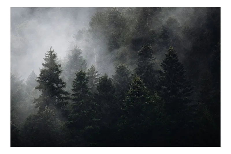 Tablou Canvas, "Pădurea adormită în ceață misterioasă", Mister, Pădure, Ceață, Brazi, Liniște, Natură, Verdeață, Tăcere, Vapoare, Umbre, 100 x 70 cm