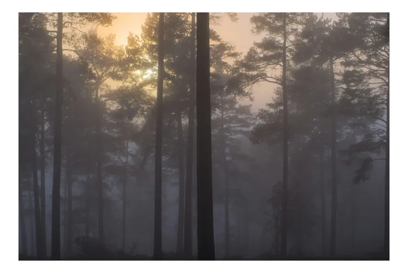 Tablou Canvas, "Răsăritul misterios în pădurea deasă", Ceață, Pădure, Copaci, Mister, Răsărit, Lumină, Siluete, Tranquilitate, Natură, Serenitate, 54 x 39 cm