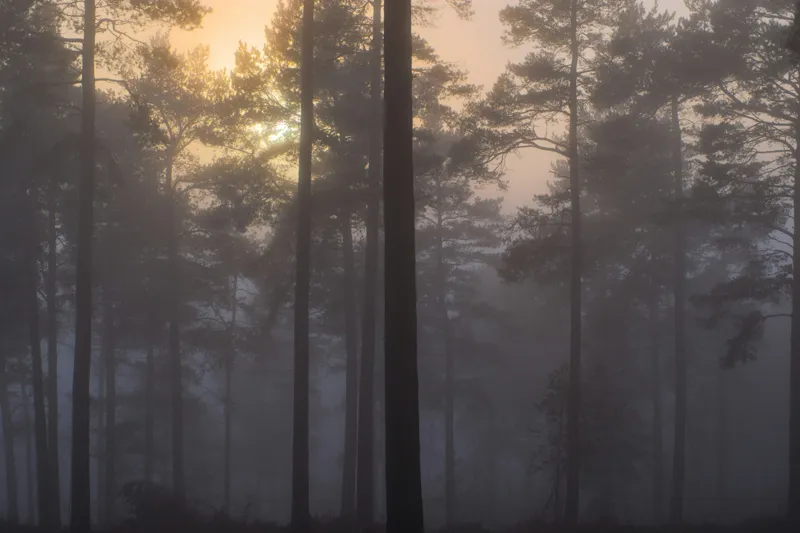 Tablou Canvas, "Răsăritul misterios în pădurea deasă", Ceață, Pădure, Copaci, Mister, Răsărit, Lumină, Siluete, Tranquilitate, Natură, Serenitate, 39 x 26 cm – poza 2