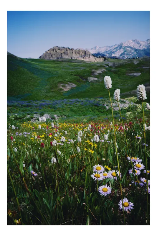 Tablou Canvas, "Poienița înflorită la poalele muntelui", Flori, Munte, Cer, Verdeață, Natură, Peisaj, Vară, Frumusețe, Serenitate, Culori, Întindere, Sălbăticie, Tranquilitate, Vitalitate, 50 x 70 cm