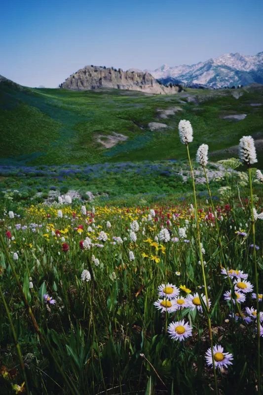 Tablou Canvas, "Poienița înflorită la poalele muntelui", Flori, Munte, Cer, Verdeață, Natură, Peisaj, Vară, Frumusețe, Serenitate, Culori, Întindere, Sălbăticie, Tranquilitate, Vitalitate, 100 x 150 cm – poza 2