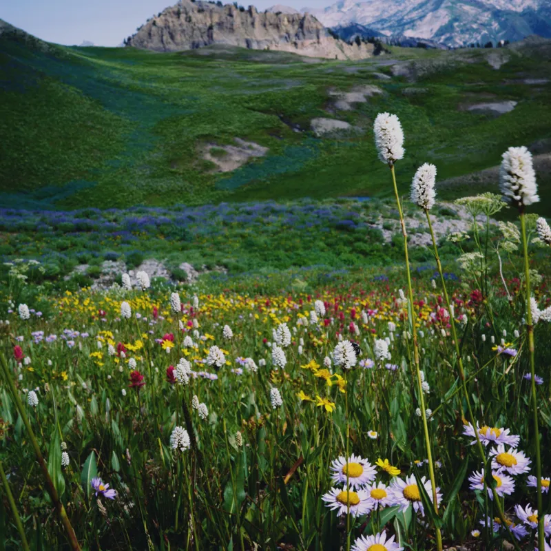 Tablou Canvas, "Poienița înflorită la poalele muntelui", Flori, Munte, Cer, Verdeață, Natură, Peisaj, Vară, Frumusețe, Serenitate, Culori, Întindere, Sălbăticie, Tranquilitate, Vitalitate, 50 x 50 cm – poza 2