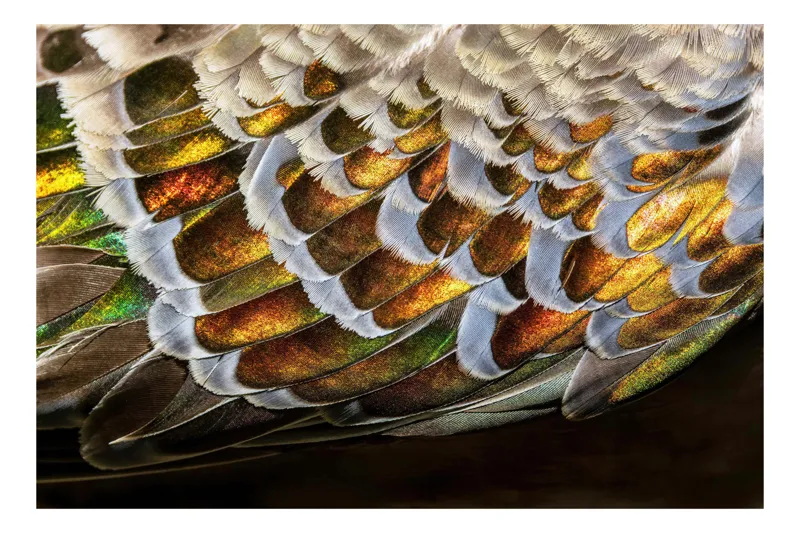 Tablou Canvas, "Aripile strălucitoare ale păsării fermecate", Pene, Strălucire, Irizație, Textură, Culoare, Natură, Detaliu, Artă, Frumusețe, 150 x 100 cm