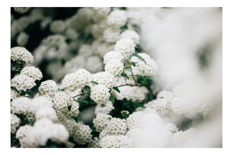 Tablou Canvas, "Dance florale în alb pur", Flori, Alb, Delicat, Primăvară, Natură, Petale, Inflorescență, Puritate, 100 x 70 cm