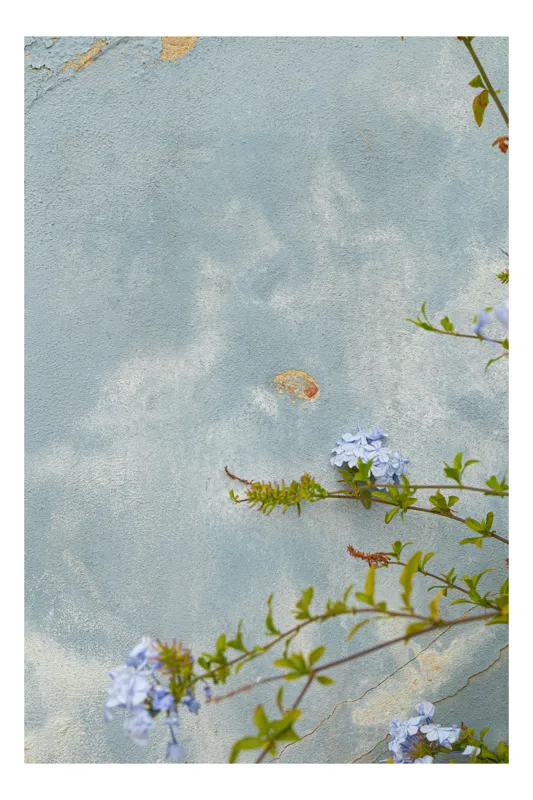 Tablou Canvas Flori Delicate pe Perete Albastru Natură Contrast Minimalism, 39 x 54 cm