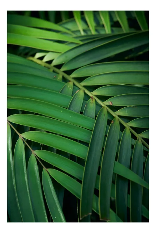 Tablou Canvas Frunze Tropicale Verzi Naturale Textură Vibrante, 39 x 54 cm