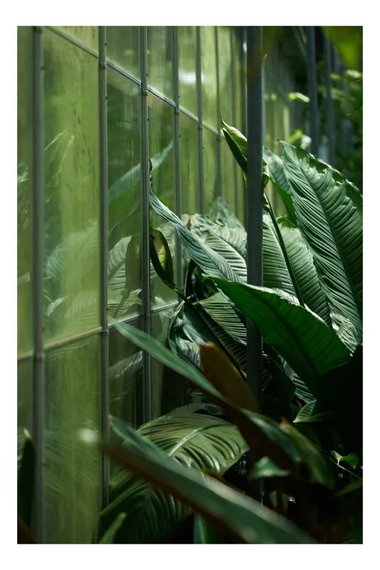 Tablou Canvas cu Plante luxuriante în seră verde pentru decorul interior, 26 x 39 cm