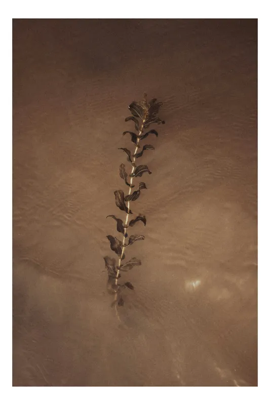 Tablou Canvas, "Frunza plutind pe suprafața apei", Nisip, Apă, Frunză, Textură, Natură, Calm, Efect, Arid, Minimalism, Linie., 50 x 50 cm