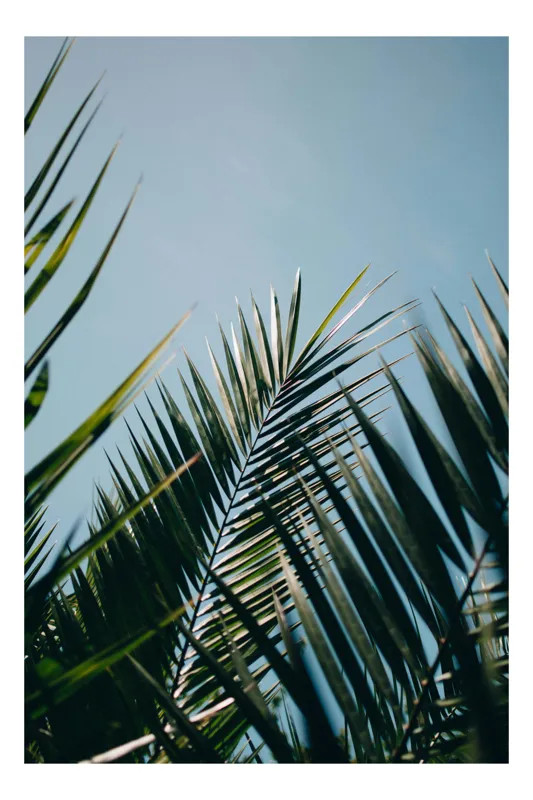 Tablou Canvas, "Frunzele grațioase ale palmierului tropical", Frunze, Verde, Cer, Albastru, Lumină, Natură, Organic, Tropic, 70 x 100 cm