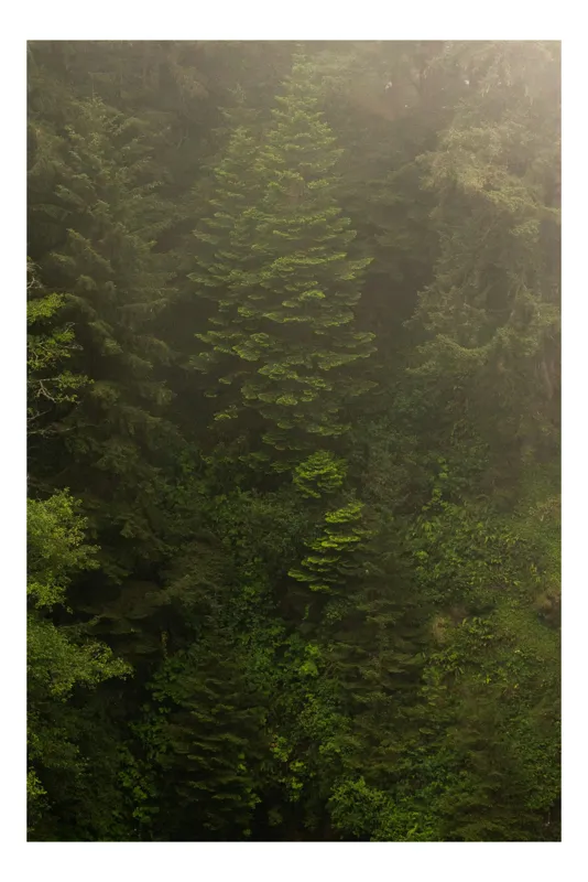 Tablou Canvas, "Pădurea ascunsă în ceață verde.", Copaci, Cețoși, Înverziți, Frunziș, Pădure, Natural, Misterios, Înalt, Liniște, Vegetație, 39 x 54 cm