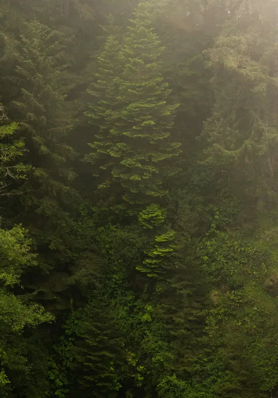 Tablou Canvas, "Pădurea ascunsă în ceață verde.", Copaci, Cețoși, Înverziți, Frunziș, Pădure, Natural, Misterios, Înalt, Liniște, Vegetație, 70 x 100 cm – poza 2