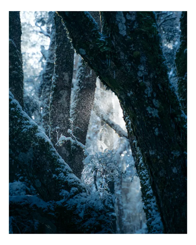 Tablou Canvas, "Răsărit de soare în pădurea înzăpezită", Copaci, Zăpadă, Lumină, Pădure, Gheață, Mister, Umbre, Frunziș, Răceală, Natură, 100 x 150 cm