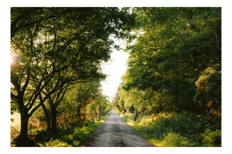 Tablou Canvas, "Drumul liniștit prin pădurea luminoasă", Drum, Copaci, Lumină, Natură, Verdeață, Soare, Răsărit, Pădure, Tranquilitate, Frumusețe, 100 x 100 cm
