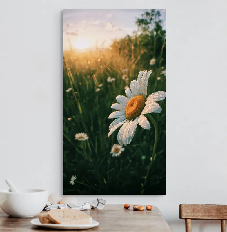 Tablou Canvas, "Strălucirea dimineții pe câmp de margarete", Floare, Apus, Roua, Câmp, Natură, Lumină, Frumusețe, 50 x 90 cm – poza 3