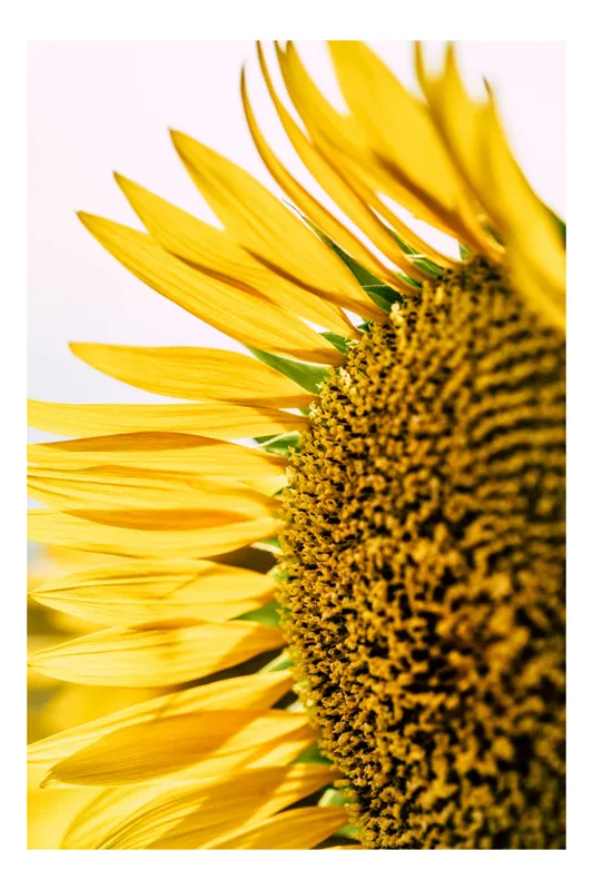 Tablou Canvas, "Petalele soarelui în amurg târziu", Galben, Petale, Semințe, Soare, Natură, Frumusețe, Vară, Verde, Energie, Vitalitate, 50 x 90 cm