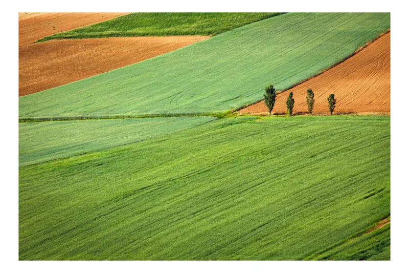 Tablou Canvas, "Campuri verzi cu arbori in linie", Câmpie, Verde, Pom, Lanuri, Natură, Linii, Peisaj, Simetrie, 100 x 70 cm