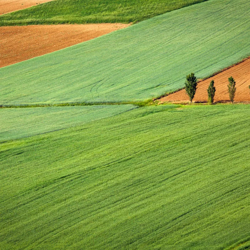 Tablou Canvas, "Campuri verzi cu arbori in linie", Câmpie, Verde, Pom, Lanuri, Natură, Linii, Peisaj, Simetrie, 100 x 100 cm – poza 2