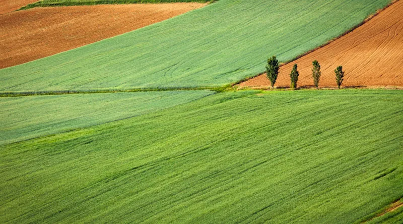 Tablou Canvas, "Campuri verzi cu arbori in linie", Câmpie, Verde, Pom, Lanuri, Natură, Linii, Peisaj, Simetrie, 90 x 50 cm – poza 2