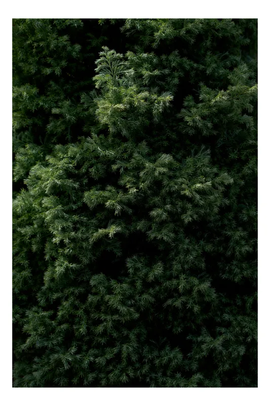 Tablou Canvas, "Verde intens natură ascunsă subtil", Frunziș, Dens, Verde, Textură, Natură, Viu, Organic, Abundență, Vegetație, Lumină, Umbra, Detaliu, Calm, Ecologic, Proaspăt, 50 x 50 cm