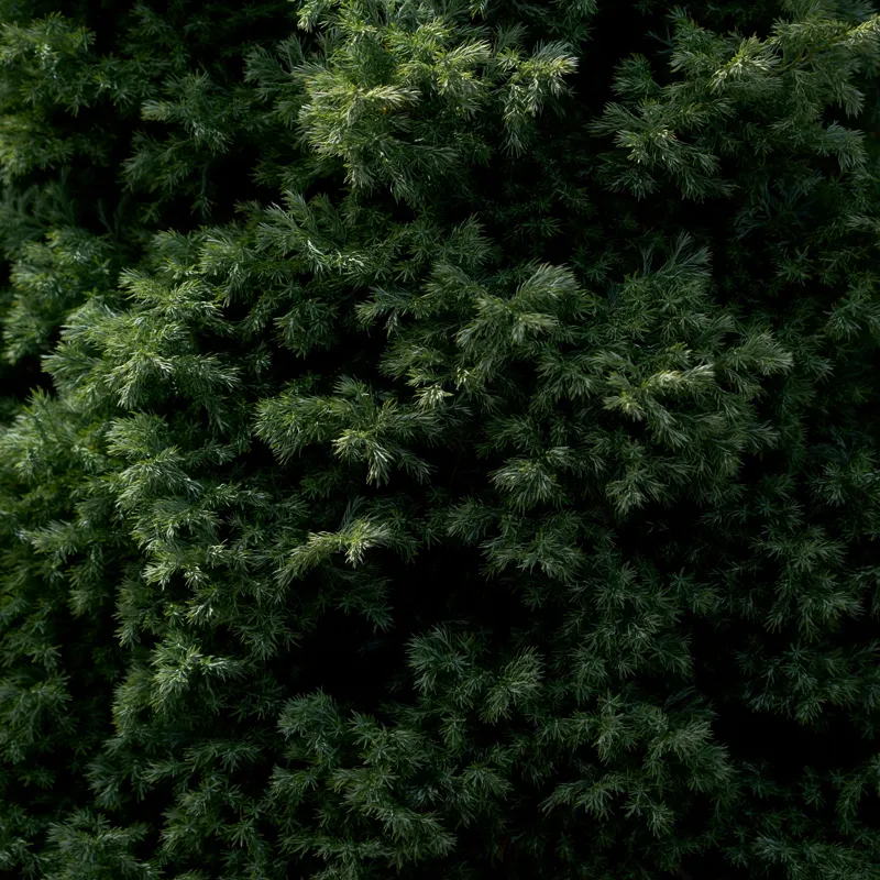 Tablou Canvas, "Verde intens natură ascunsă subtil", Frunziș, Dens, Verde, Textură, Natură, Viu, Organic, Abundență, Vegetație, Lumină, Umbra, Detaliu, Calm, Ecologic, Proaspăt, 100 x 100 cm – poza 2