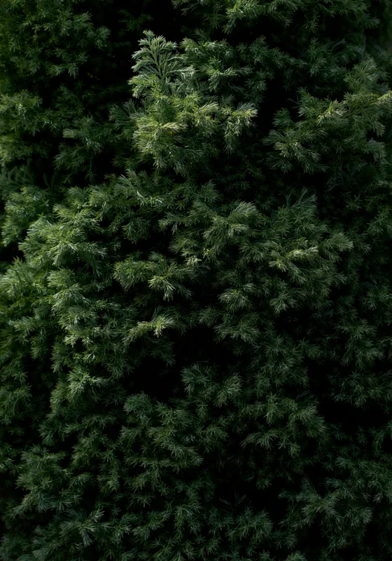 Tablou Canvas, "Verde intens natură ascunsă subtil", Frunziș, Dens, Verde, Textură, Natură, Viu, Organic, Abundență, Vegetație, Lumină, Umbra, Detaliu, Calm, Ecologic, Proaspăt, 70 x 100 cm – poza 2