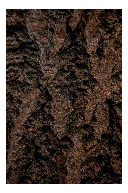 Tablou Canvas, "Scoarța copacului în profunzimea timpului", Textură, Scoarță, Rugozitate, Natură, Maro, Ruginiu, Model, Organic, 100 x 150 cm