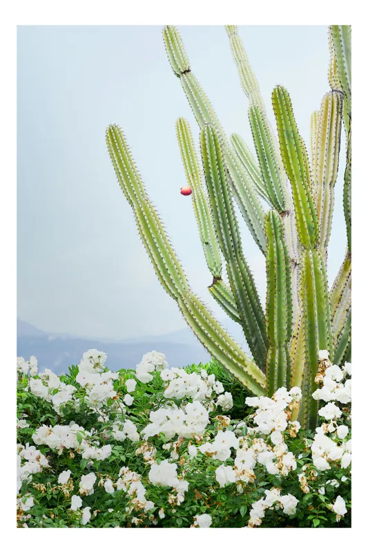 Tablou Canvas, "Cactuși și flori albe sub cer senin", Cactus, Flori, Cer, Verde, Alb, Peisaj, Plante, Natural., 50 x 90 cm