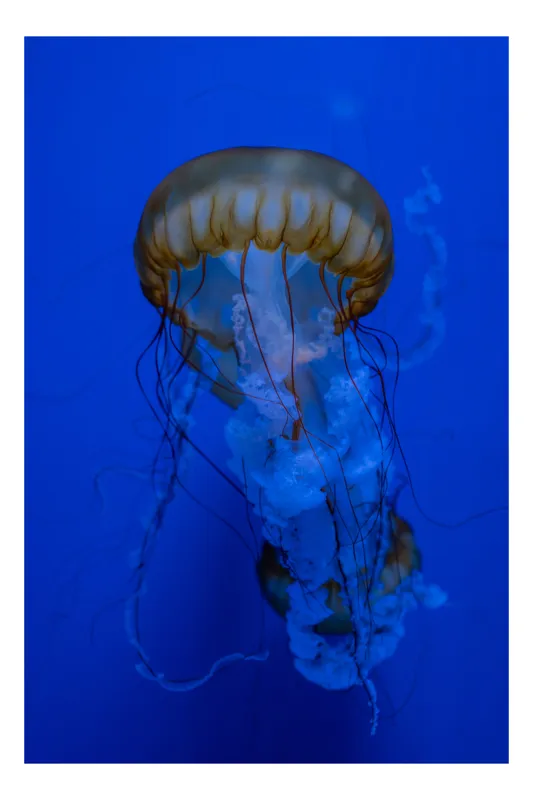 Tablou Canvas, "Dansul silențios al meduzei albastre", Jellyfish, Albastru, Ocean, Grație, Luminiscență, Tentacule, Acvatic, Eteric, Adâncuri, Delicat., 26 x 39 cm