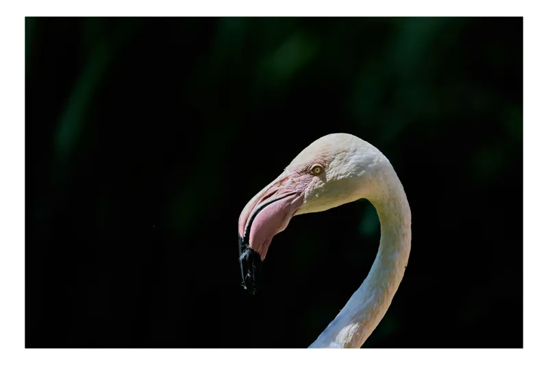 Tablou Canvas, "Flamingo în lumina dimineții", Flamingo, Elegant, Grațios, Roz, Natural, Peisaj, Siluetă, Contrast, Fermecător, Majestic., 54 x 39 cm