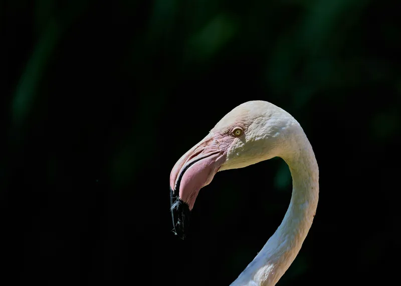 Tablou Canvas, "Flamingo în lumina dimineții", Flamingo, Elegant, Grațios, Roz, Natural, Peisaj, Siluetă, Contrast, Fermecător, Majestic., 70 x 50 cm – poza 2